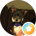 Chihuahua Rescue Martha Piercefield